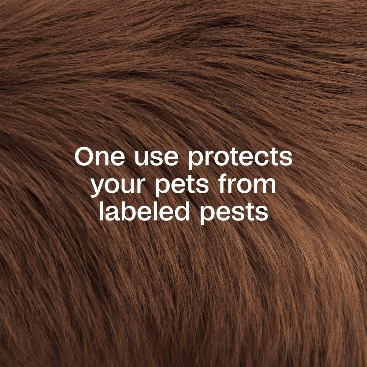 Plus Pyrethrin Flea Dip For Dogs and Cats 4 Fl oz N83094